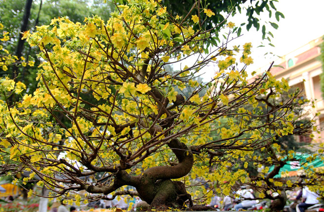 “Rầu[-]thúi[-]ruột”[-]vì[-]mai[-]nở[-]sớm